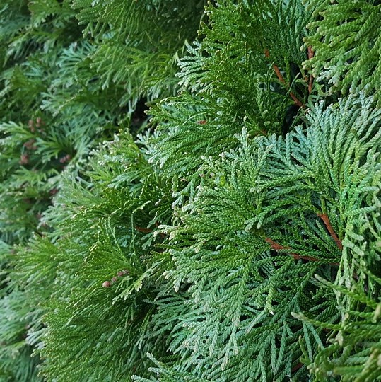 Cypress karakter i haven